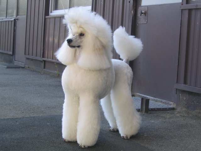 CANICHE MARE
